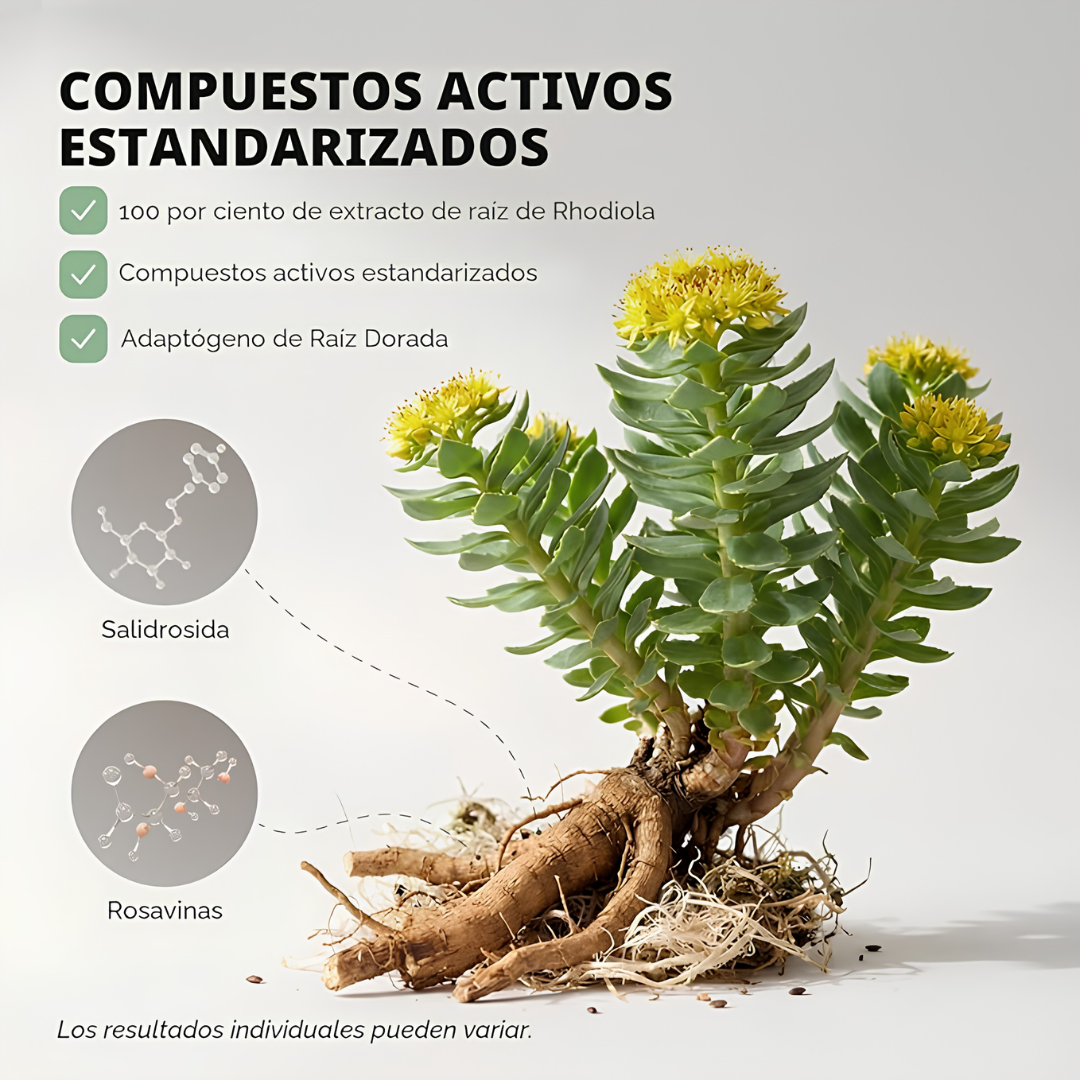 RHODIOLA ROSEA – Energía mental, resistencia al estrés y enfoque para rendir mejor cada día