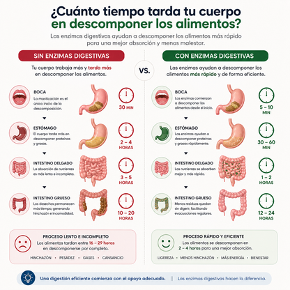 ENZIMAS DIGESTIVAS – Apoyo digestivo para menos pesadez, mejor evacuación y abdomen más ligero