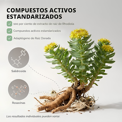 RHODIOLA ROSEA – Energía mental, resistencia al estrés y enfoque para rendir mejor cada día